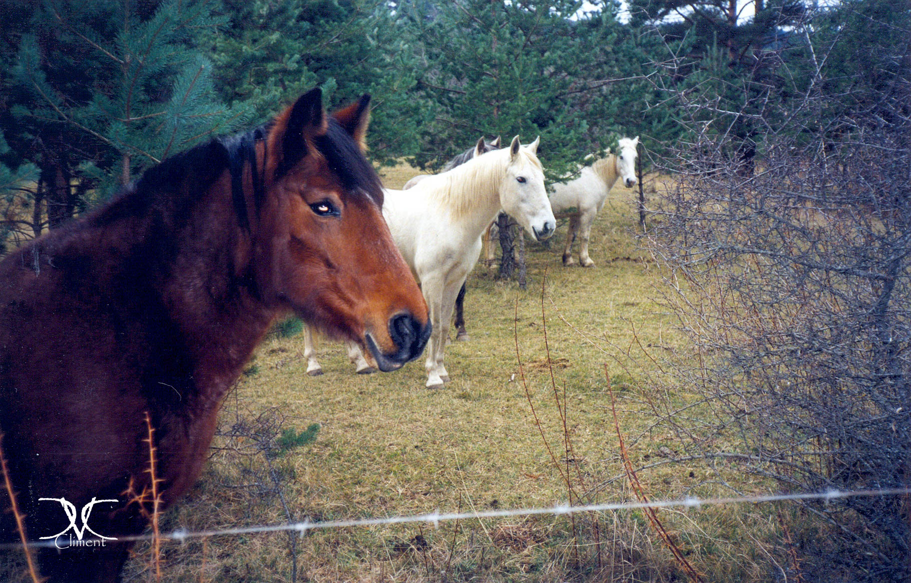 Celebrando Nochevieja en Guadalajara: Un Recuerdo Inolvidable
