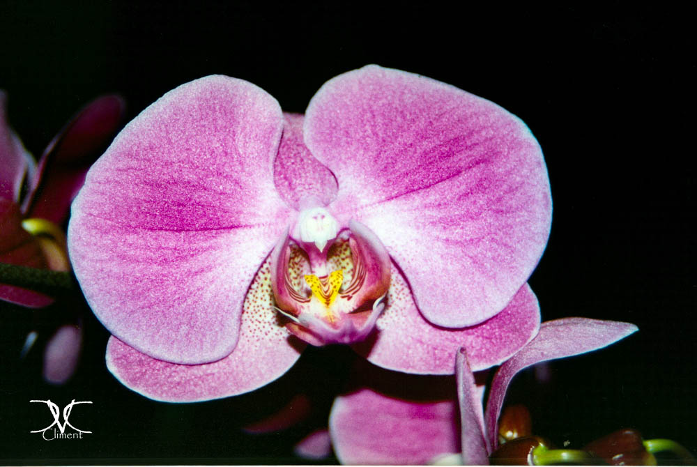 2003-10-25-La flor perfecta