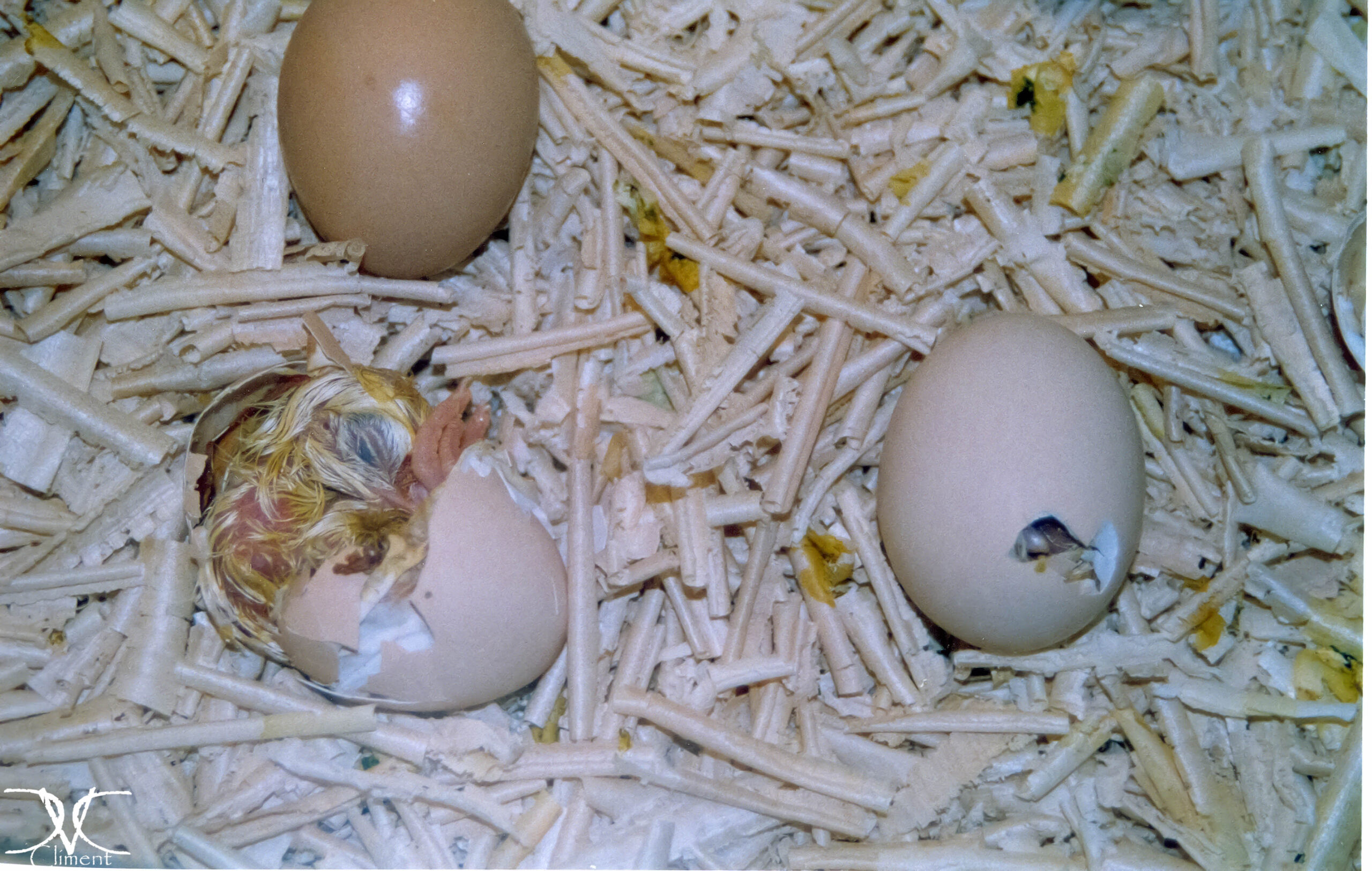 Valencia: Entre el Futuro y el Origen